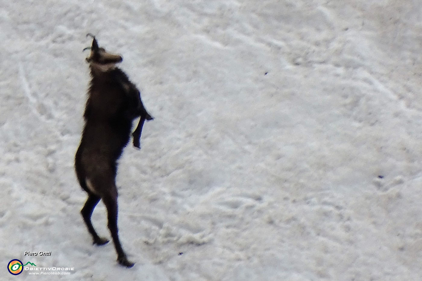 68  Camosci si rinfrescano e giocano sulla neve (maxi zoom).JPG